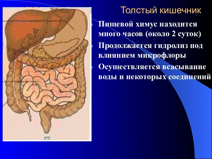 Толстый кишечник Пищевой химус находится много часов (около 2 суток) Продолжается