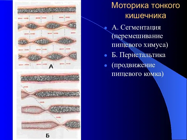 Моторика тонкого кишечника А. Сегментация (перемешивание пищевого химуса) Б. Перистальтика (продвижение пищевого комка)