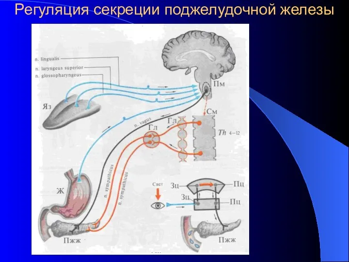 Регуляция секреции поджелудочной железы