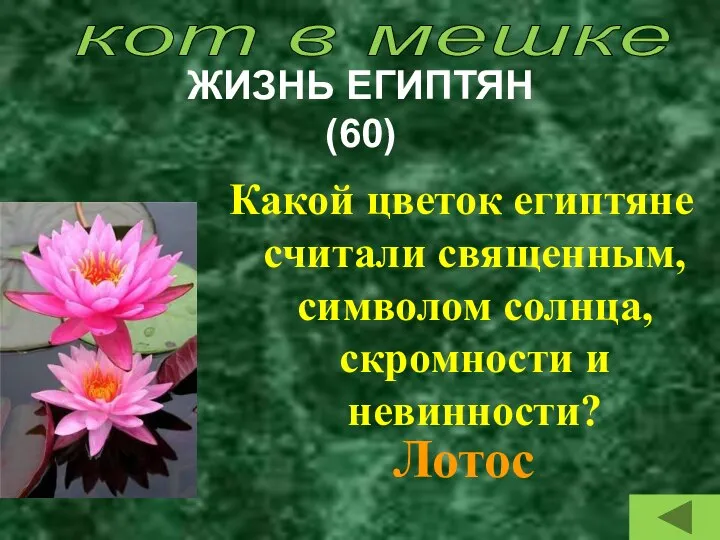 ЖИЗНЬ ЕГИПТЯН (60) Какой цветок египтяне считали священным, символом солнца, скромности