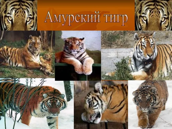 Амурский тигр