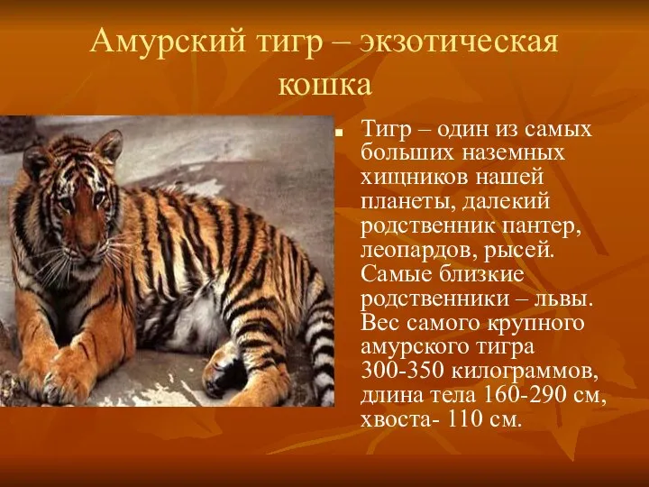 Амурский тигр – экзотическая кошка Тигр – один из самых больших