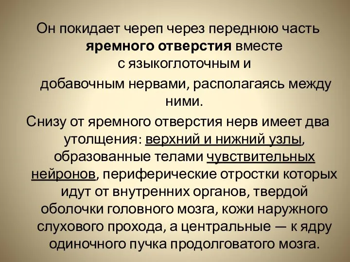 Он покидает череп через переднюю часть яремного отверстия вместе с языкоглоточным