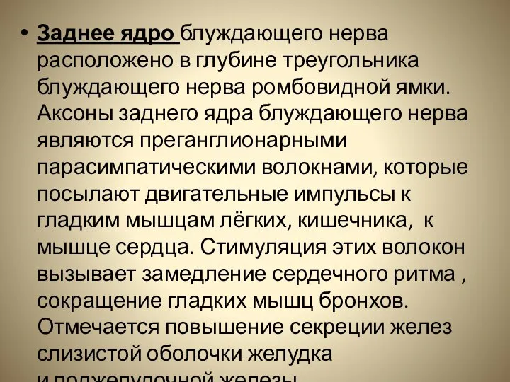 Заднее ядро блуждающего нерва расположено в глубине треугольника блуждающего нерва ромбовидной