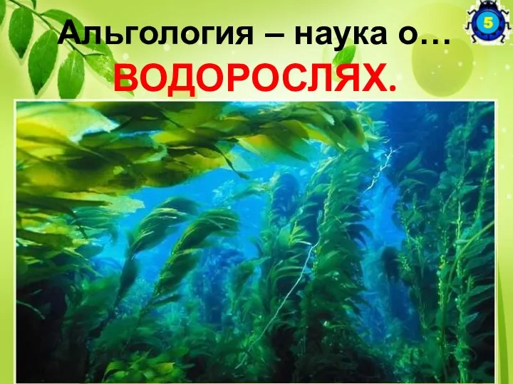 Альгология – наука о… ВОДОРОСЛЯХ.