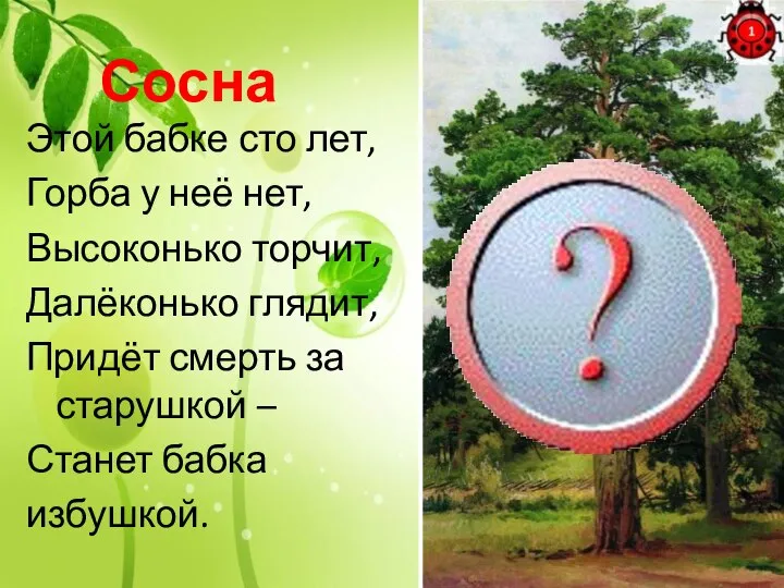 Сосна Этой бабке сто лет, Горба у неё нет, Высоконько торчит,