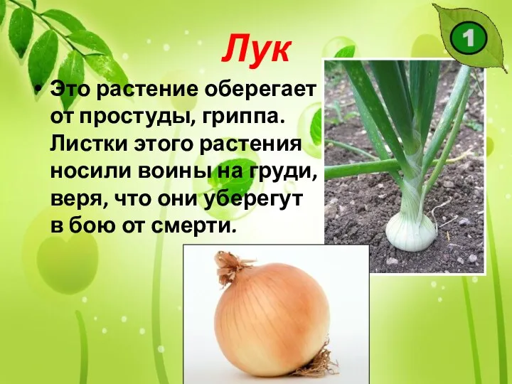 Лук Это растение оберегает от простуды, гриппа. Листки этого растения носили