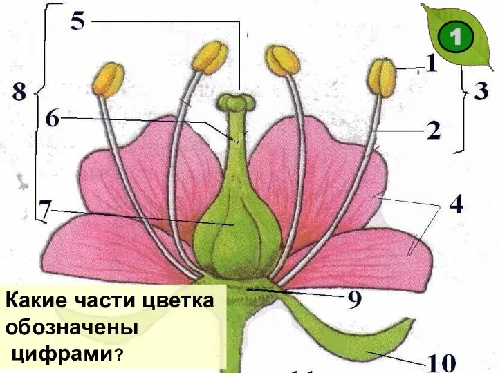 Какие части цветка обозначены цифрами?