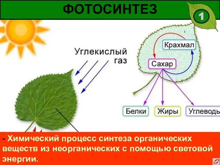 ФОТОСИНТЕЗ - Химический процесс синтеза органических веществ из неорганических с помощью световой энергии.