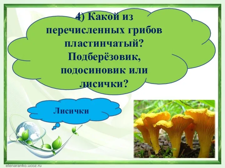 4) Какой из перечисленных грибов пластинчатый? Подберёзовик, подосиновик или лисички? Лисички