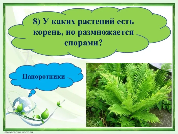 8) У каких растений есть корень, но размножается спорами? Папоротники