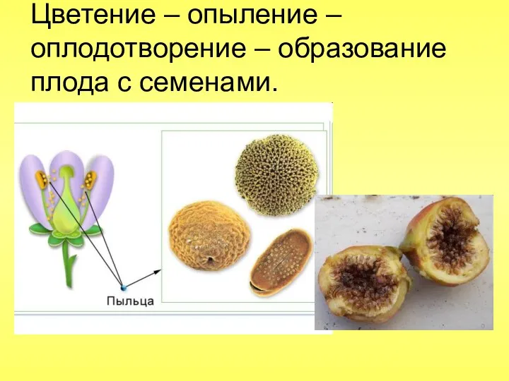 Цветение – опыление – оплодотворение – образование плода с семенами.