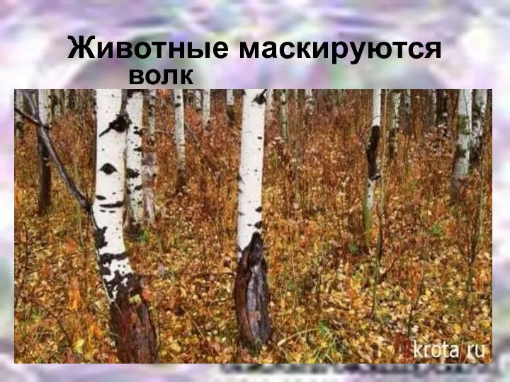 Животные маскируются волк