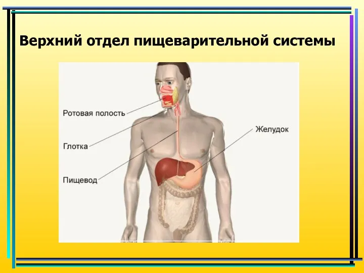 Верхний отдел пищеварительной системы