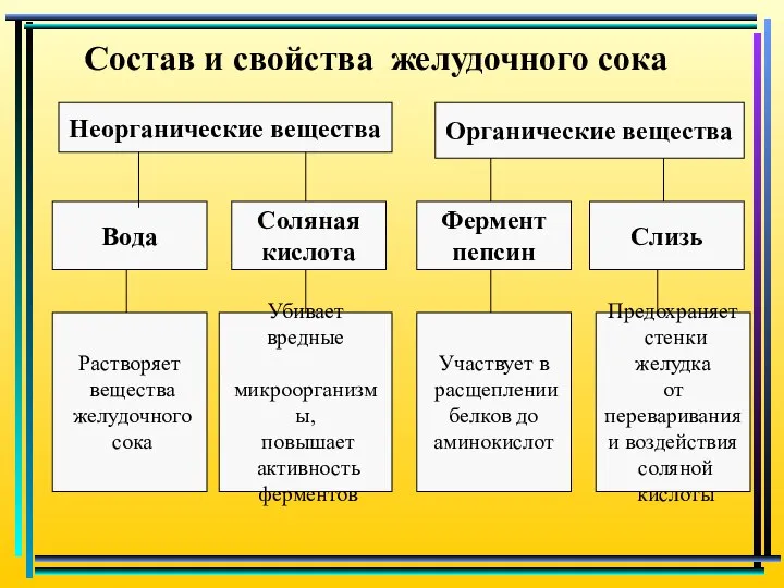 Состав и свойства желудочного сока Неорганические вещества Органические вещества Вода Соляная