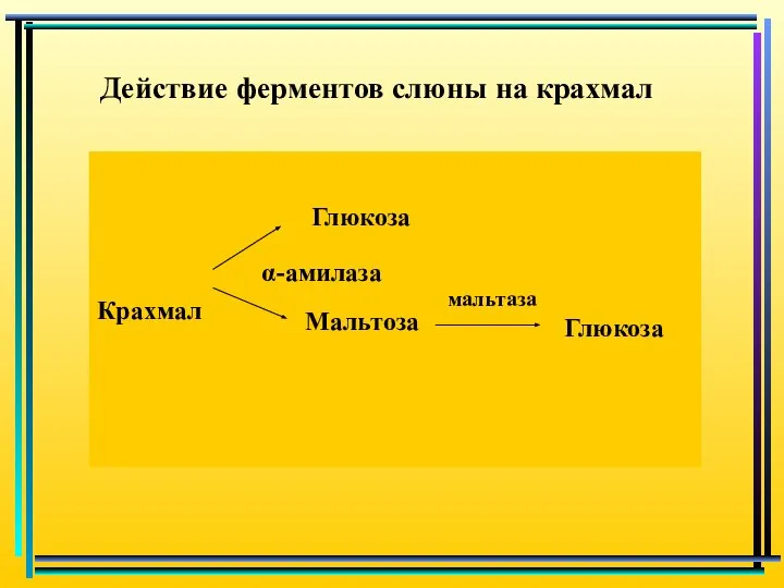 Действие ферментов слюны на крахмал Крахмал Глюкоза α-амилаза Мальтоза мальтаза Глюкоза