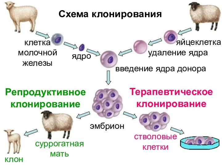 ядро эмбрион суррогатная мать клон стволовые клетки Репродуктивное клонирование Терапевтическое клонирование