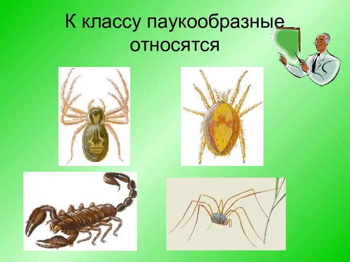 К классу паукообразные относятся