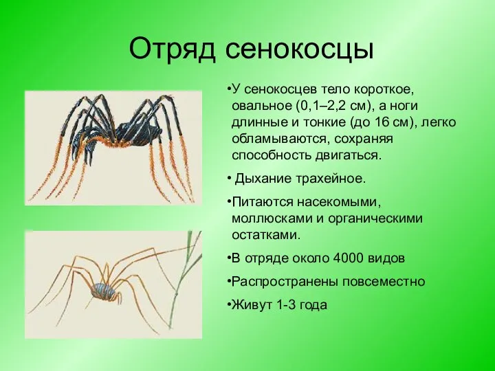 Отряд сенокосцы У сенокосцев тело короткое, овальное (0,1–2,2 см), а ноги