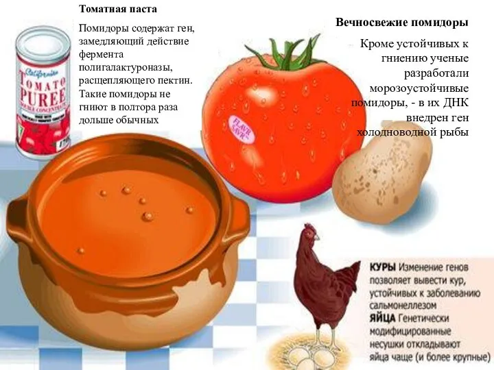 Томатная паста Помидоры содержат ген, замедляющий действие фермента полигалактуроназы, расщепляющего пектин.