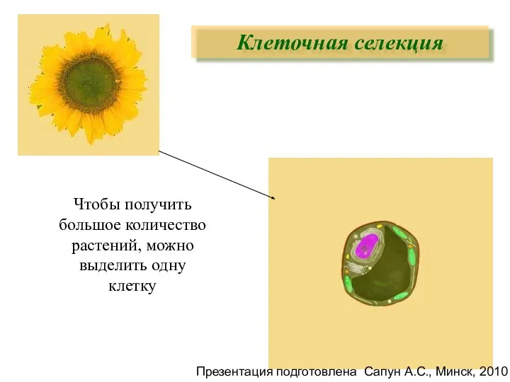 Чтобы получить большое количество растений, можно выделить одну клетку Клеточная селекция