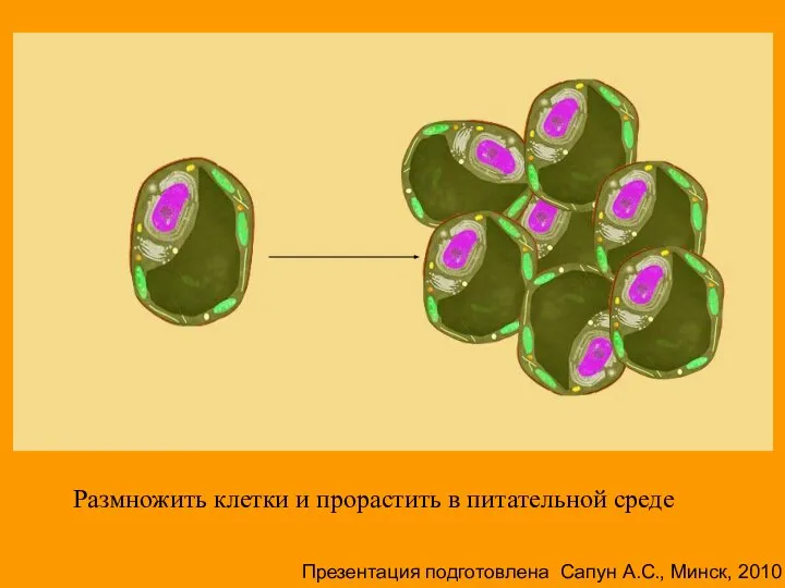 Размножить клетки и прорастить в питательной среде Презентация подготовлена Сапун А.С., Минск, 2010