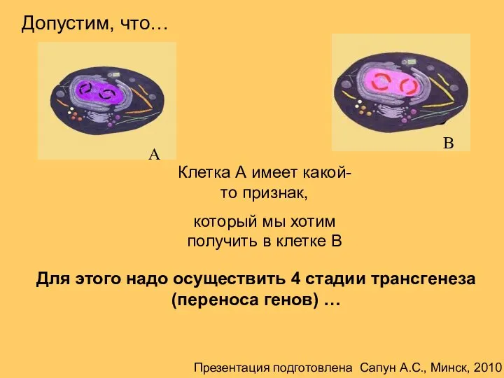 Для этого надо осуществить 4 стадии трансгенеза (переноса генов) … Клетка