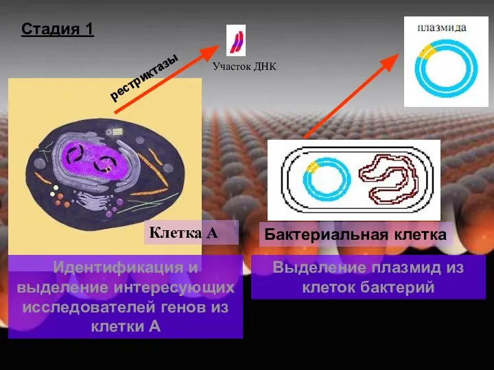 Участок ДНК Клетка А Идентификация и выделение интересующих исследователей генов из