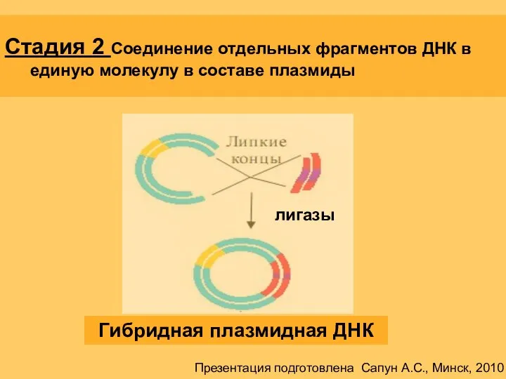 Стадия 2 Соединение отдельных фрагментов ДНК в единую молекулу в составе