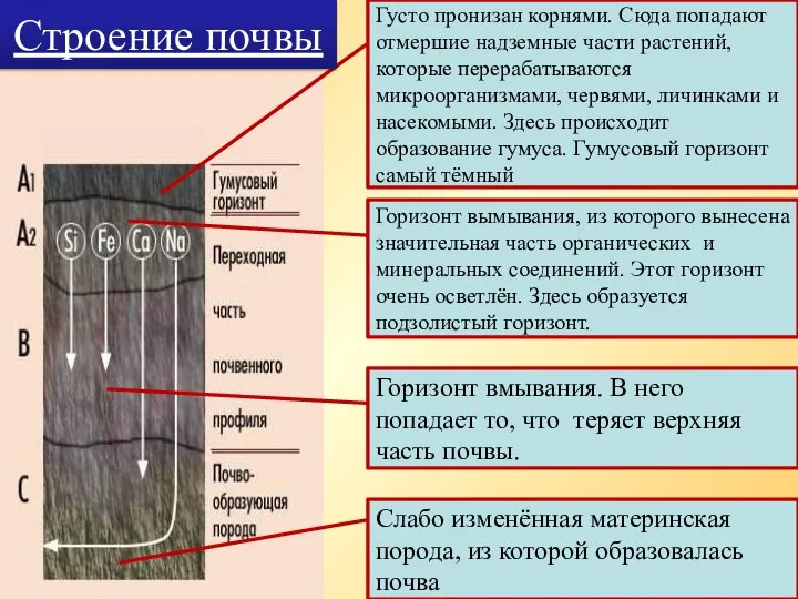 Густо пронизан корнями. Сюда попадают отмершие надземные части растений, которые перерабатываются