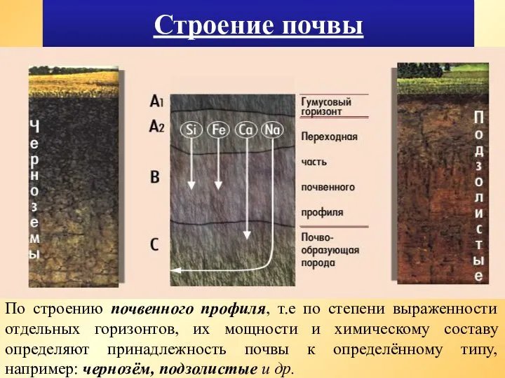 Строение почвы По строению почвенного профиля, т.е по степени выраженности отдельных