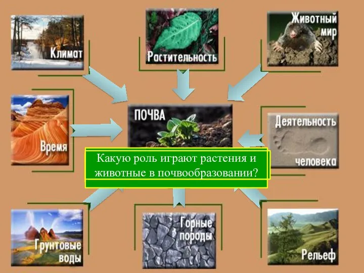 С чего начинается образование почвы? Какие горные породы наиболее распространены на