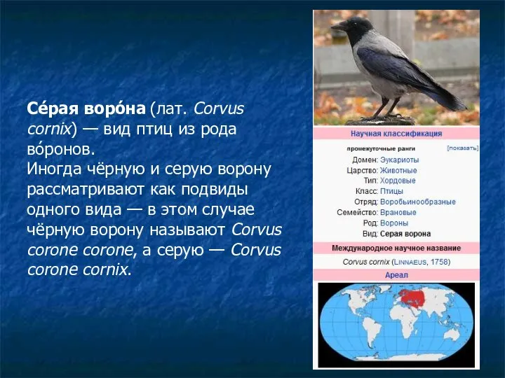 Се́рая воро́на (лат. Corvus cornix) — вид птиц из рода во́ронов.