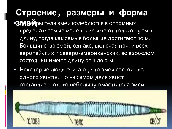 Строение, размеры и форма змей Размеры тела змеи колеблются в огромных