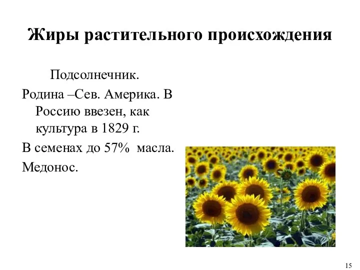 Жиры растительного происхождения Подсолнечник. Родина –Сев. Америка. В Россию ввезен, как