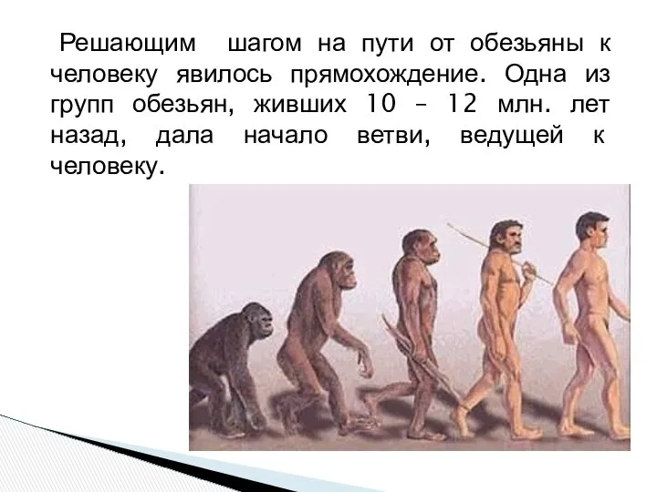 Решающим шагом на пути от обезьяны к человеку явилось прямохождение. Одна