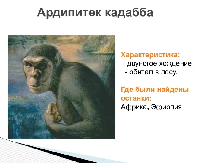 Ардипитек кадабба Характеристика: -двуногое хождение; - обитал в лесу. Где были найдены останки: Африка, Эфиопия