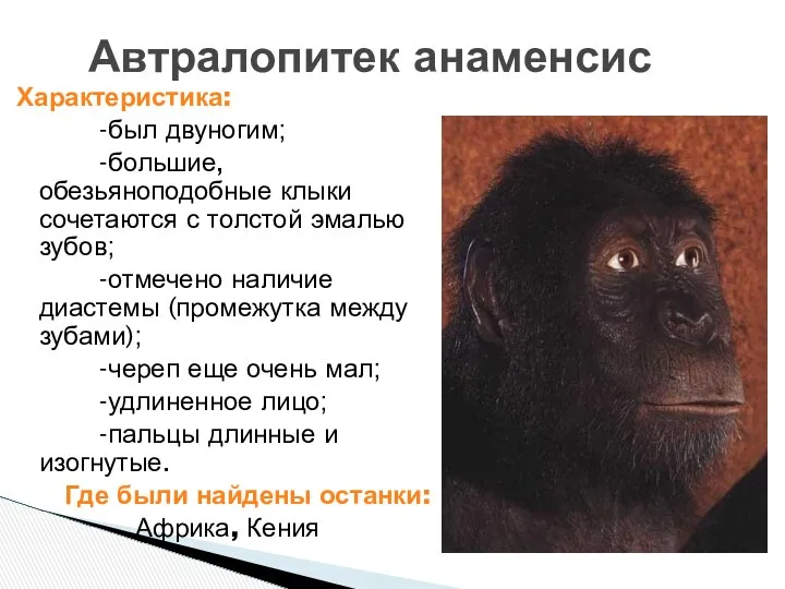 Автралопитек анаменсис Характеристика: -был двуногим; -большие, обезьяноподобные клыки сочетаются с толстой