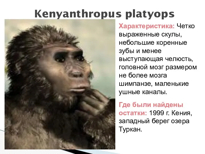 Kenyanthropus platyops Характеристика: Четко выраженные скулы, небольшие коренные зубы и менее