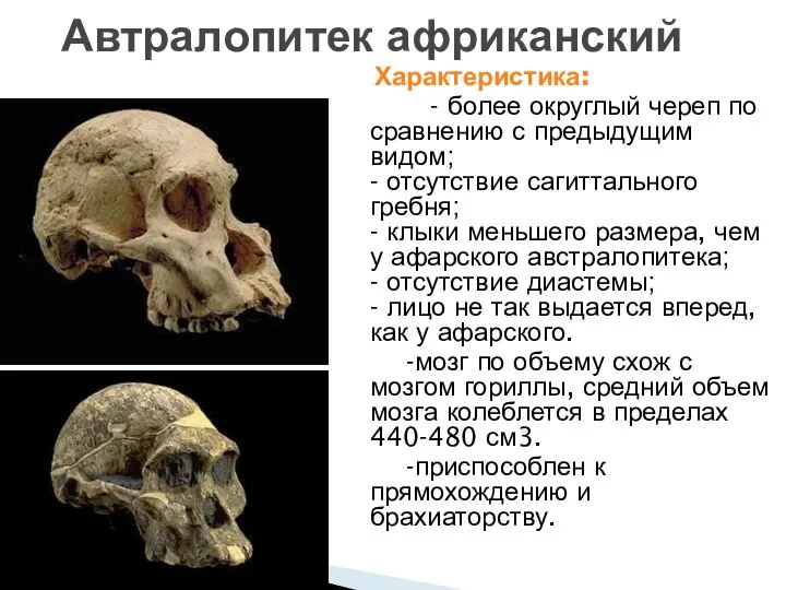 Характеристика: - более округлый череп по сравнению с предыдущим видом; -