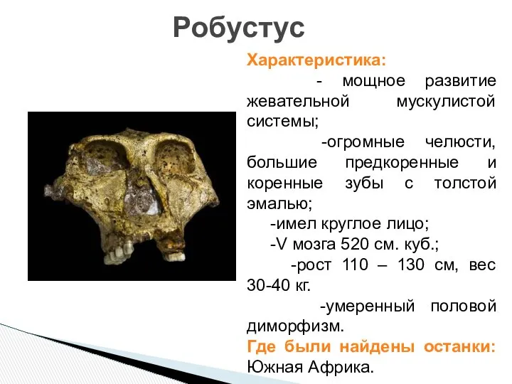 Робустус Характеристика: - мощное развитие жевательной мускулистой системы; -огромные челюсти, большие