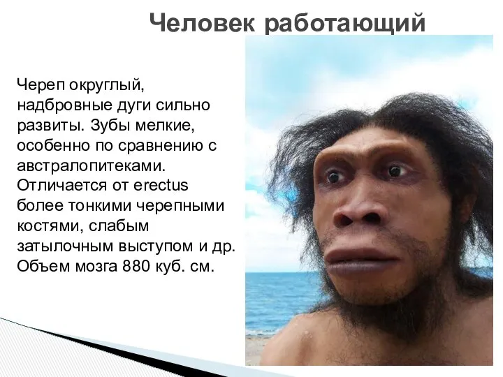 Человек работающий Череп округлый, надбровные дуги сильно развиты. Зубы мелкие, особенно