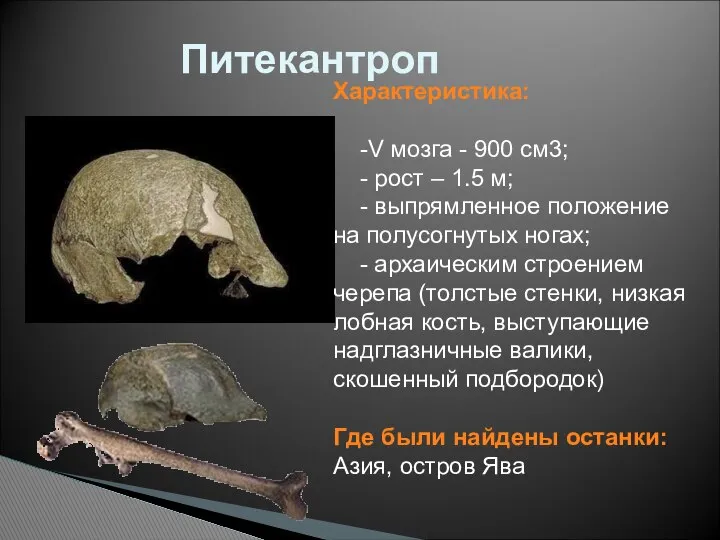 Питекантроп Характеристика: -V мозга - 900 см3; - рост – 1.5