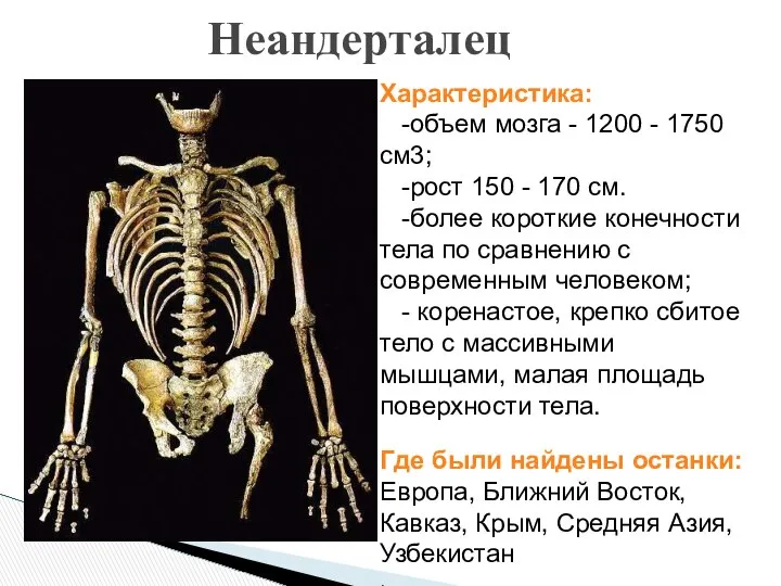 Неандерталец Характеристика: -объем мозга - 1200 - 1750 см3; -рост 150