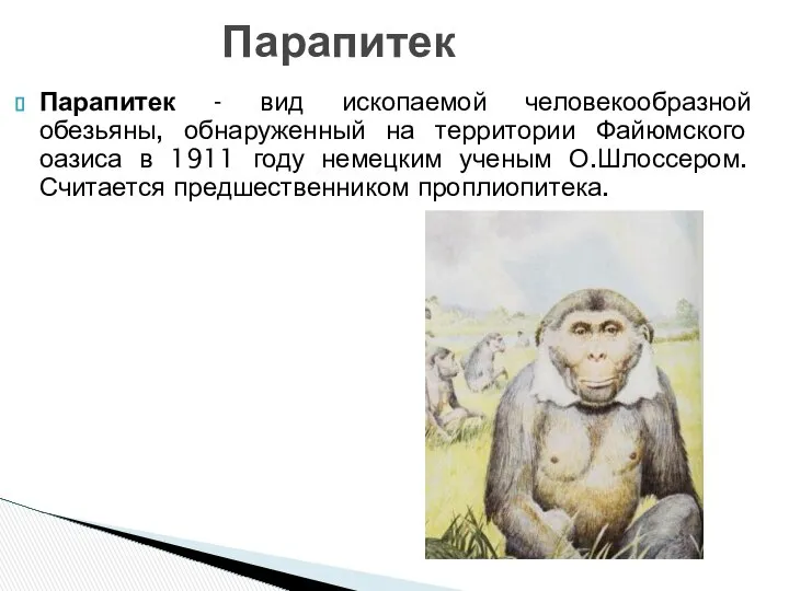 Парапитек Парапитек - вид ископаемой человекообразной обезьяны, обнаруженный на территории Файюмского
