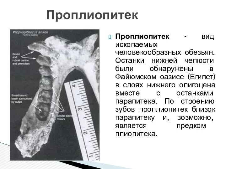 Проплиопитек - вид ископаемых человекообразных обезьян. Останки нижней челюсти были обнаружены