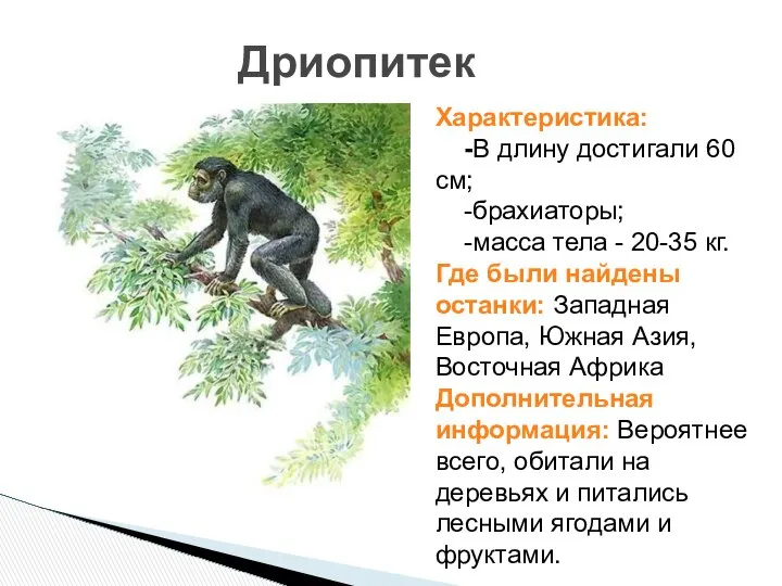 Дриопитек Характеристика: -В длину достигали 60 см; -брахиаторы; -масса тела -