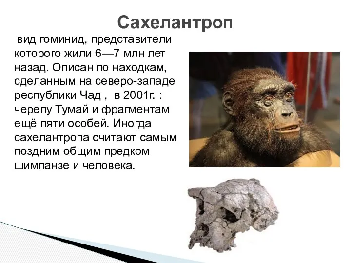 Сахелантроп вид гоминид, представители которого жили 6—7 млн лет назад. Описан