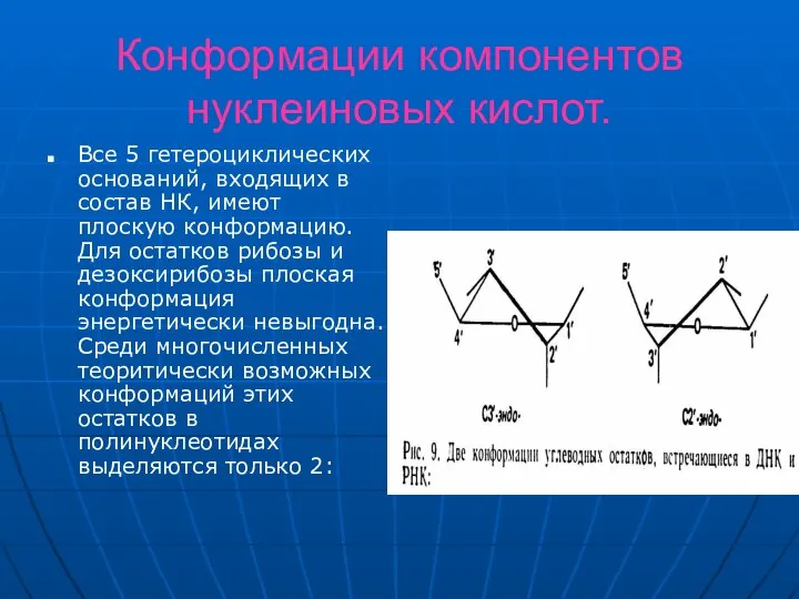 Конформации компонентов нуклеиновых кислот. Все 5 гетероциклических оснований, входящих в состав