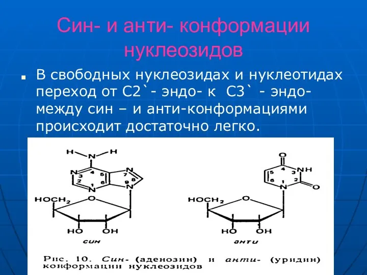 Син- и анти- конформации нуклеозидов В свободных нуклеозидах и нуклеотидах переход